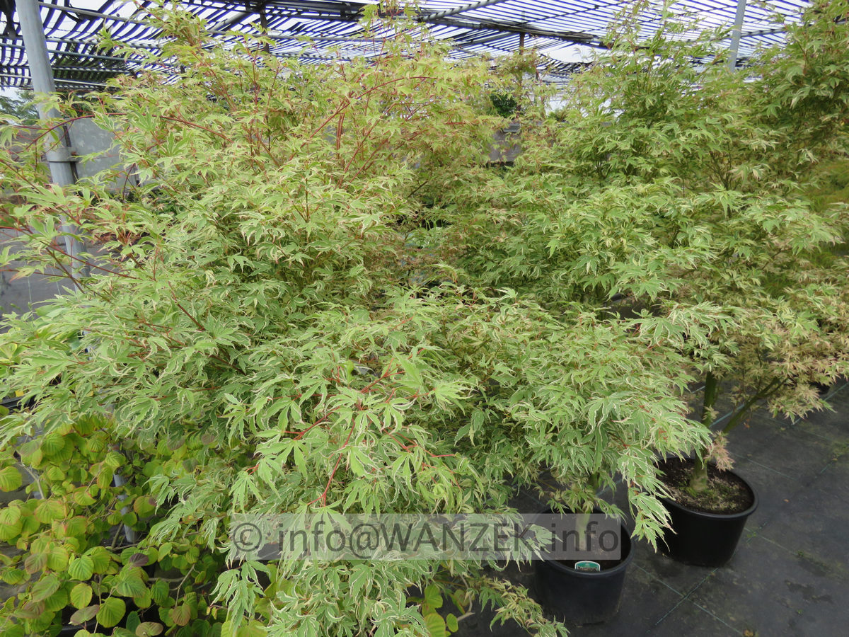 Acer palmatum Butterfly 2m.JPG